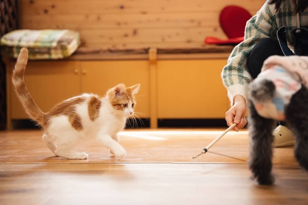 
ドッグラン&カフェ　With わんっ！