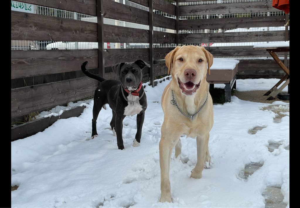 
ドッグラン&カフェ　With わんっ！