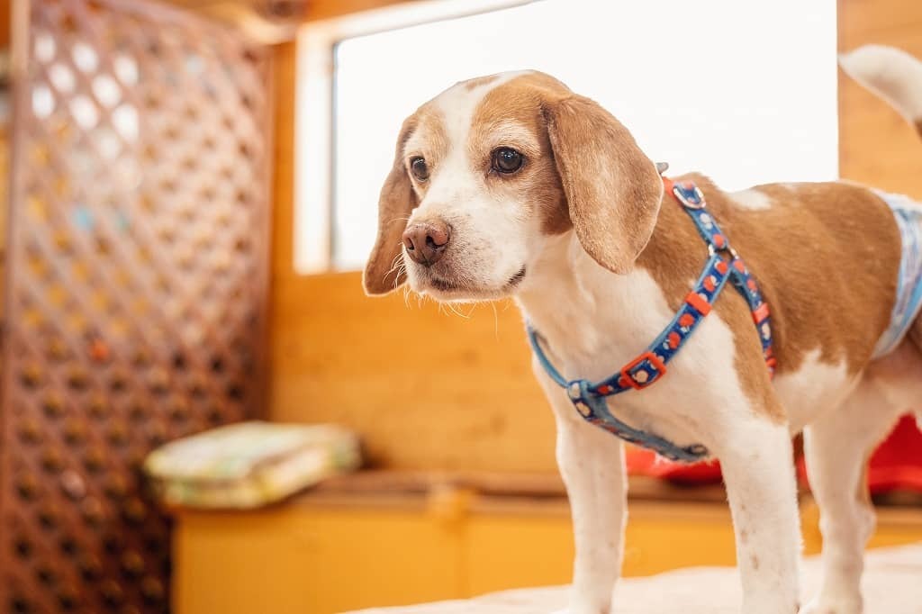 
ドッグラン&カフェ　With わんっ！