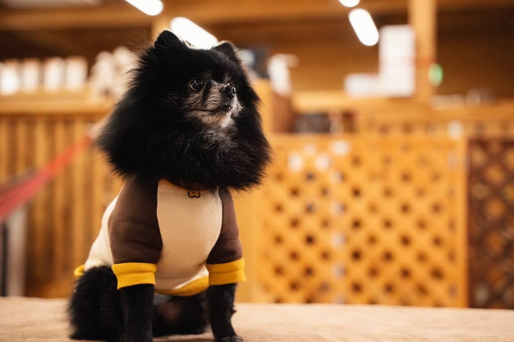 
ドッグラン&カフェ　With わんっ！