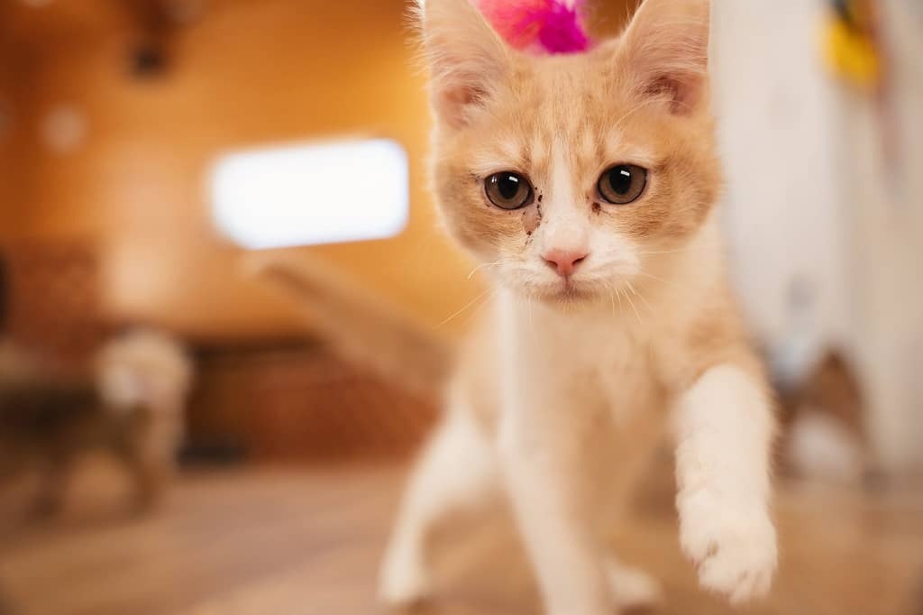 
ドッグラン&カフェ　With わんっ！