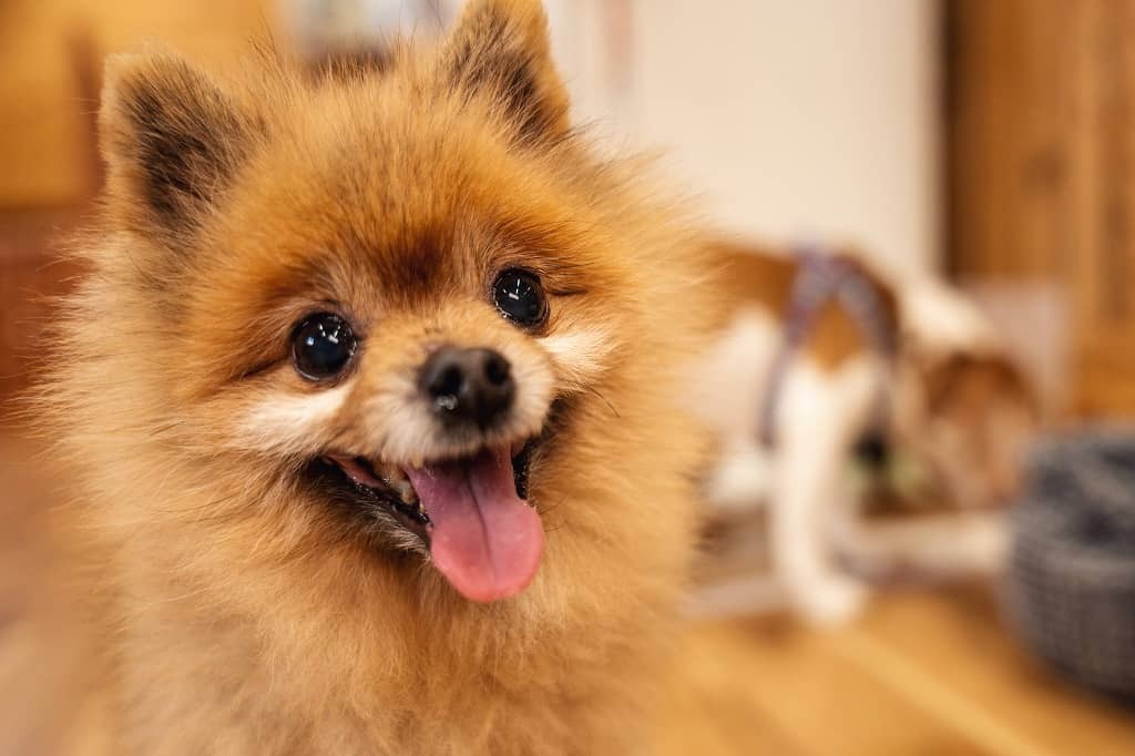 
ドッグラン&カフェ　With わんっ！